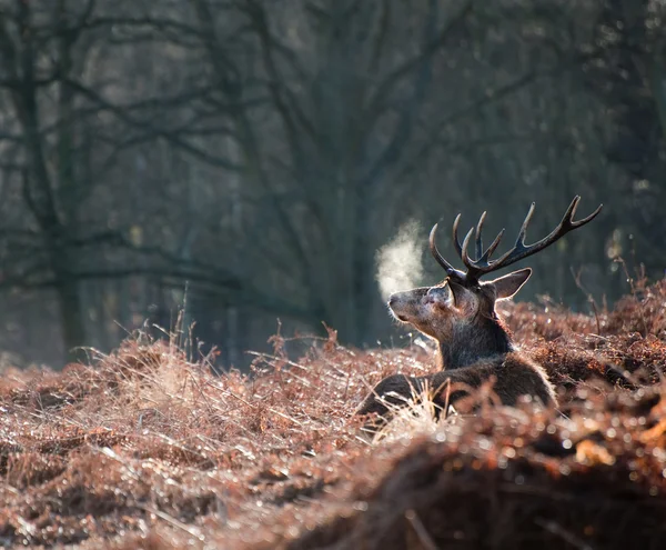 Jeleń Jeleń portret jesieni spadnie zimowy krajobraz las — Zdjęcie stockowe