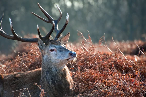 Ritratto cervo rosso in autunno Autunno Inverno paesaggio forestale — Foto Stock
