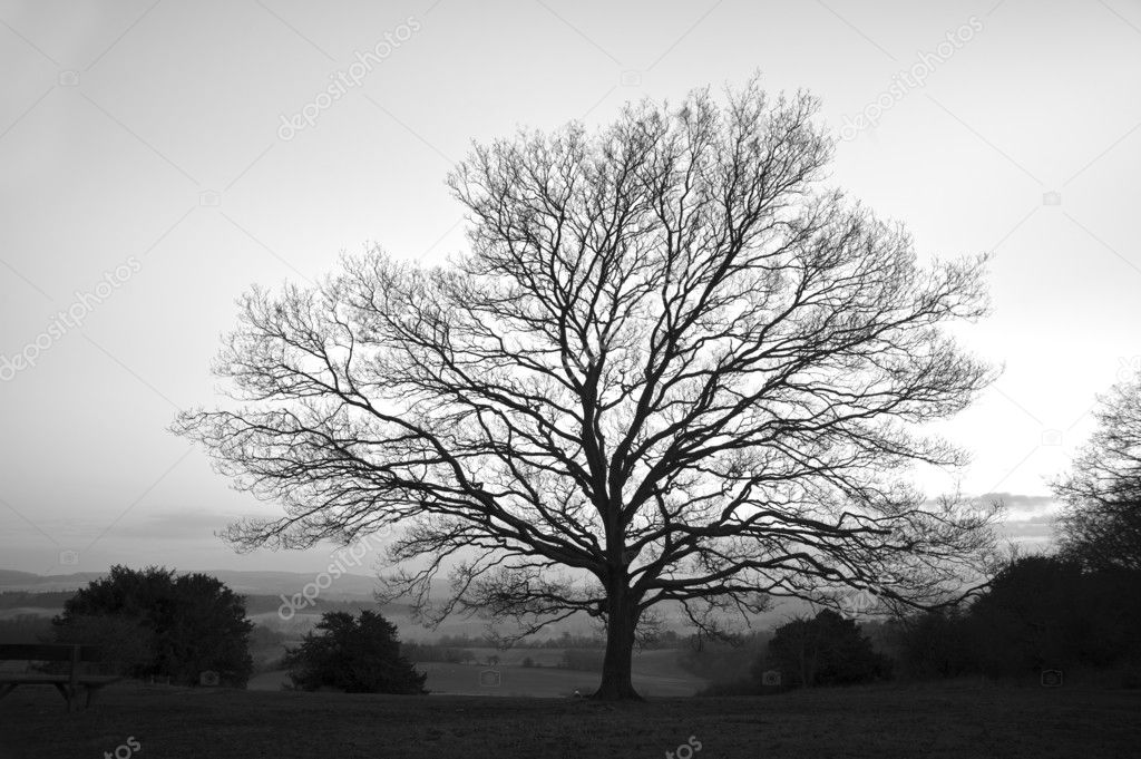 Download Single bare Winter tree in black and white — Stock Photo © Veneratio #8636351