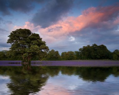 Beautiful sunset over lavender field reflected in calm lake wate clipart