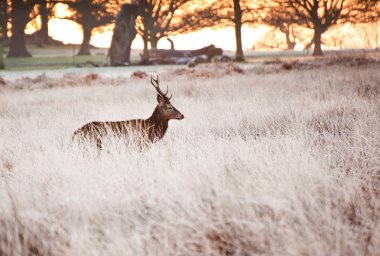 Stunning mature red deer stag in forest landscape clipart