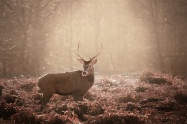 Stunning mature red deer stag in forest landscape clipart