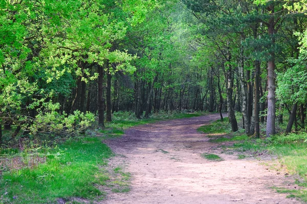 Cesta vedoucí do zářivé jarní lesa — Stock fotografie