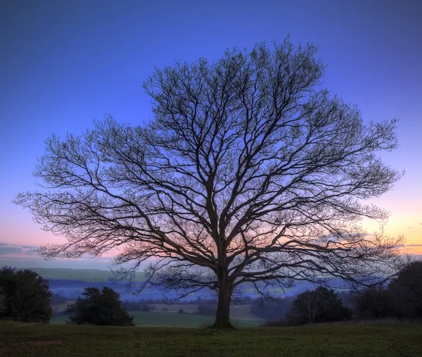 Singolo albero nudo inverno contro il tramonto vibrante — Foto Stock