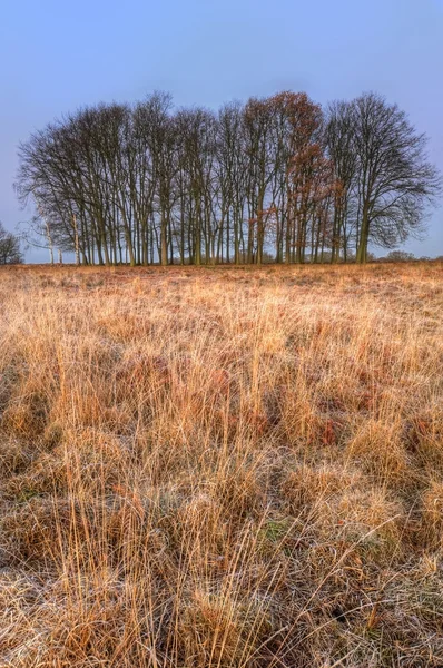 Paisagem de grama dourada com silhuetas de árvores no horizonte em sunri — Fotografia de Stock