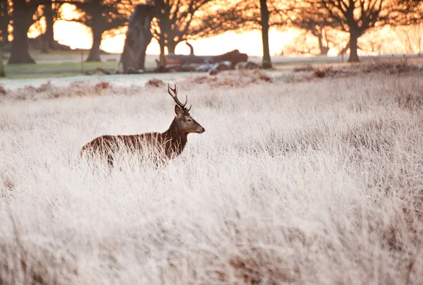 Prachtige volwassen edelhert hert in boslandschap — Stok fotoğraf