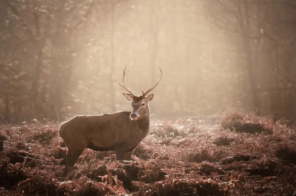 Prachtige volwassen edelhert hert in boslandschap — Stok fotoğraf