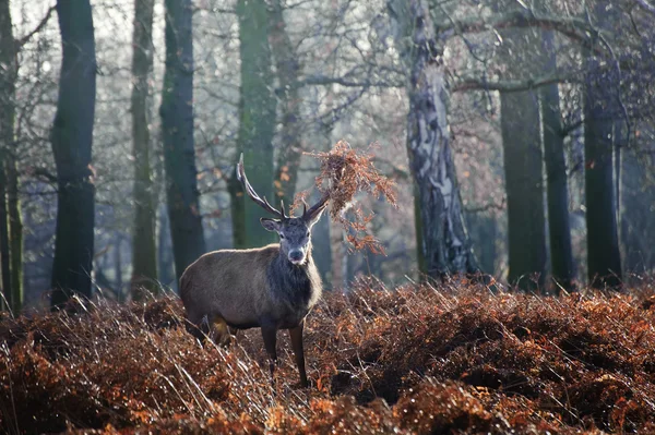 红鹿鹿画像在秋天秋天冬季森林景观 — 图库照片