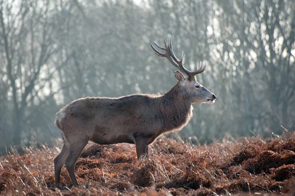 Rothirsch Hirsch Porträt im Herbst Herbst Winter Wald Landschaft — Stockfoto