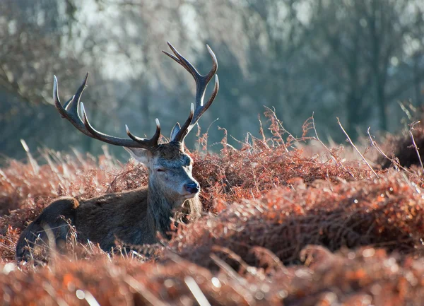 Ciervo rojo ciervo retrato en otoño Otoño Bosque de invierno paisaje —  Fotos de Stock