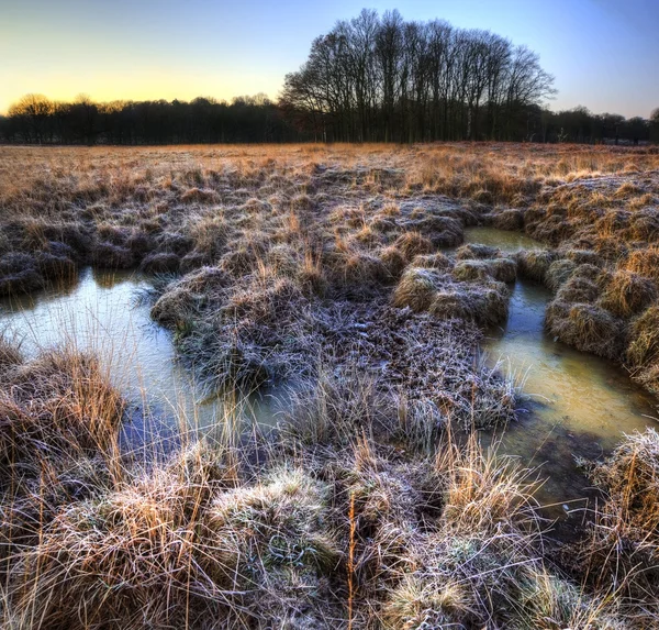 Beau champ gelé Paysage d'hiver avec herbe givrée — Photo