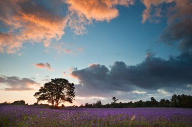 Beautiful vibrant colorful Summer sunest over lavender field clipart