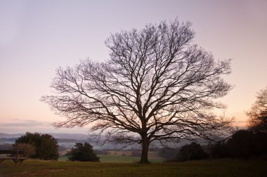 árbol de invierno desnudo solo contra vibrante puesta del solhareketli günbatımı karşı tek çıplak kış ağaç