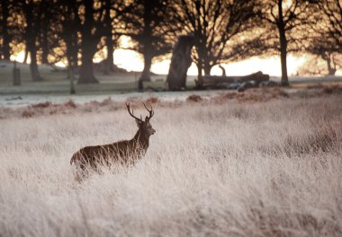 Red deer stag looks into rising sun on frosty Winter landscape clipart