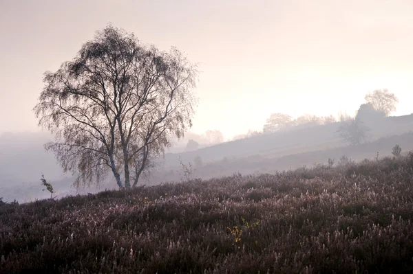 活気のある田舎の風景を輝く冬の日の出 — ストック写真