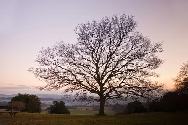 Одиночне голе зимове дерево проти яскравого заходу сонця — стокове фото