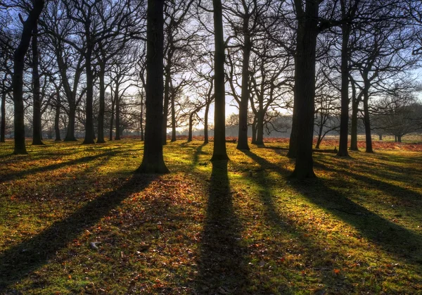 Inspirierende Sonnenstrahlen durch Bäume bei Sonnenaufgang — Stockfoto