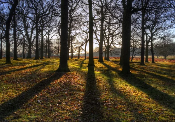 Inspirerande solen strålar genom träden på sunrise — Stockfoto