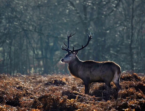 Red deer hert portret in de herfst winter boslandschap vallen — Stockfoto