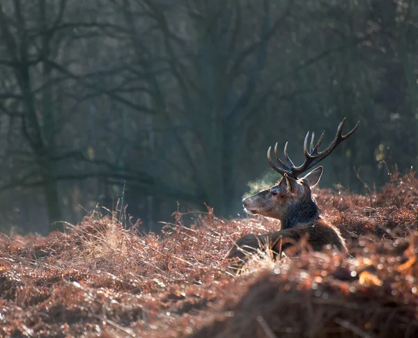 Red deer hert portret in de herfst winter boslandschap vallen — Stockfoto
