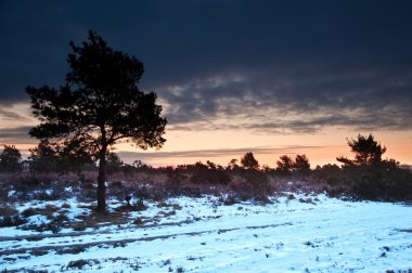 Vibrant Winter sunrise landscape over snow covered countryside