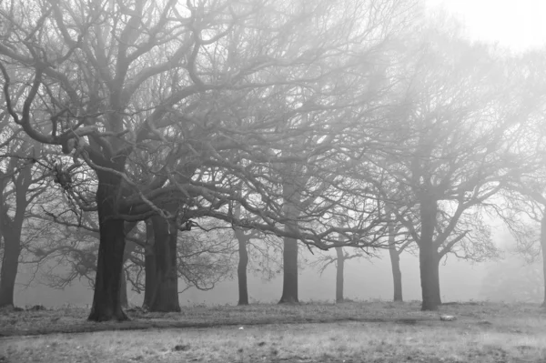 Autunno Inverno Paesaggio nebbioso di foresta e viale di alberi — Foto Stock