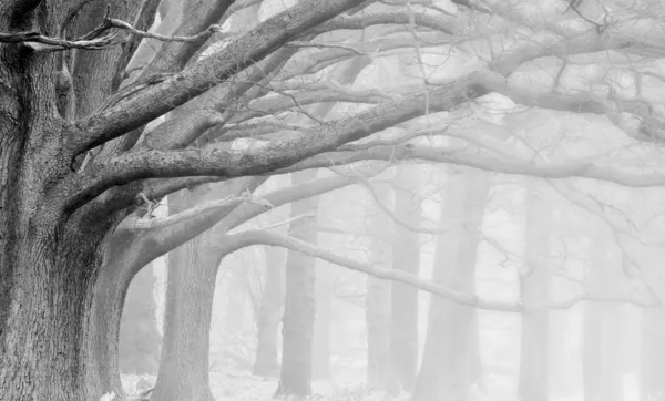 Zimní podzim podzim zamlžené krajiny lesa a avenue stromů — Stock fotografie
