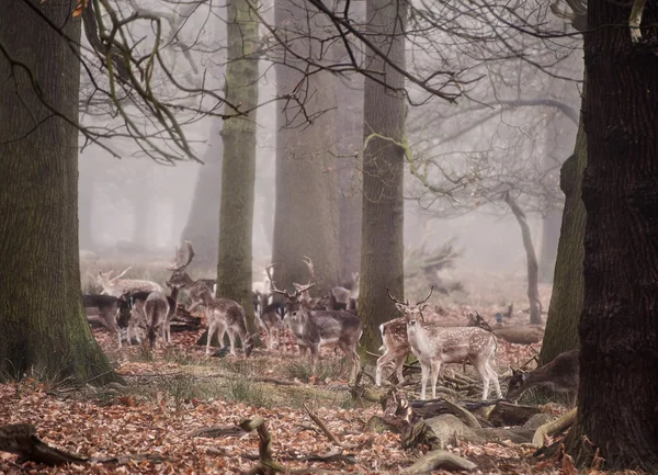 Ciervo superficial en niebla Paisaje de bosque de invierno — Foto de Stock