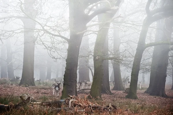 Dám szarvas ködös téli erdei táj — Stock Fotó