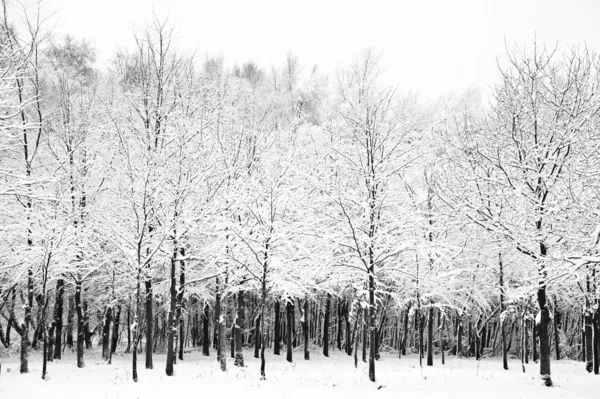 Schöne schnee- und frostbedeckte Bäume Winterlandschaft — Stockfoto