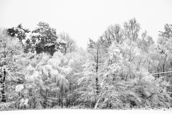 Kış manzara güzel kar ve buz kaplı ağaçlar — Stok fotoğraf