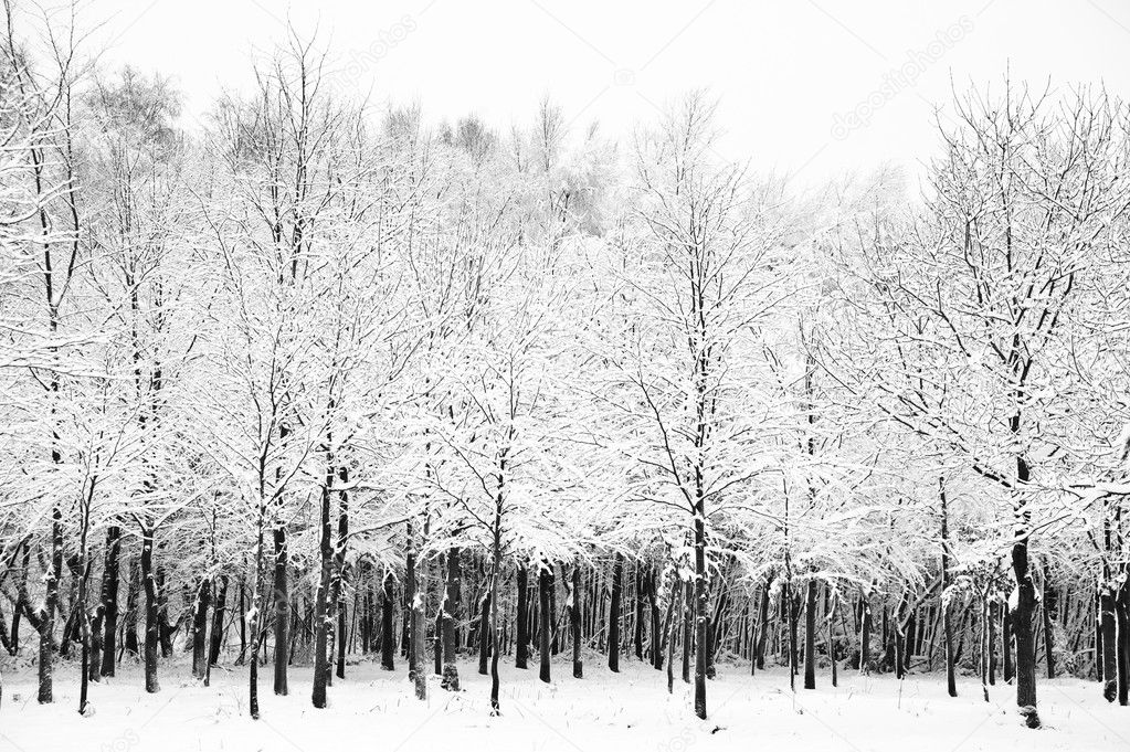 Beautiful snow and frost covered trees Winter landscape