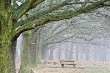 Winter Autumn Fall foggy landscape of forest and avenue of trees clipart