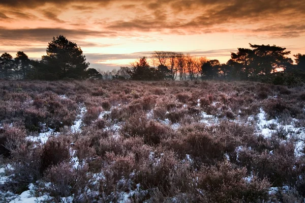 Vibrant Winter sunrise landscape over snow covered countryside — Stok fotoğraf