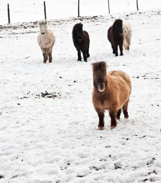 Shetland pony en nieve cubierto Paisaje de invierno —  Fotos de Stock