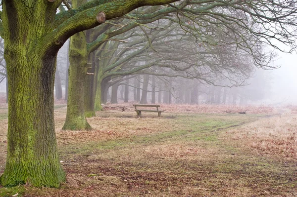 Зима Осень Туманный пейзаж леса и проспект деревьев — стоковое фото