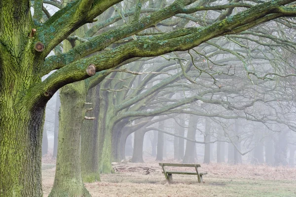 Hiver Automne Automne Brouillard d'automne paysage de forêt et avenue d'arbres — Photo