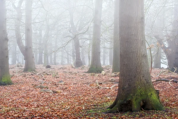 Autunno Inverno Paesaggio nebbioso di foresta e viale di alberi — Foto Stock