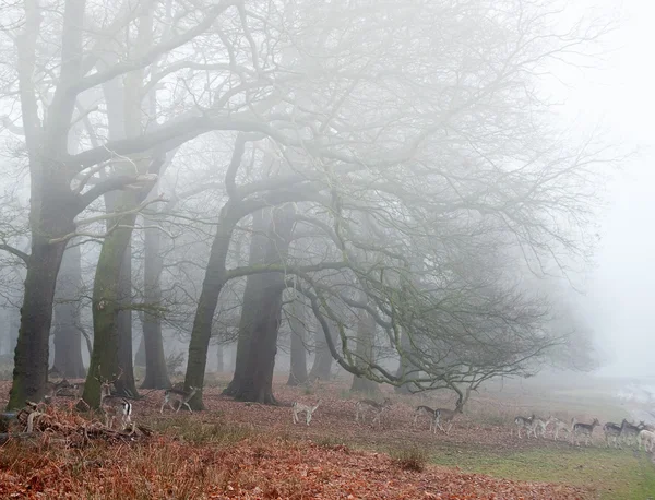 Dovhjort i dimmigt vinterlandskap skog — Stockfoto