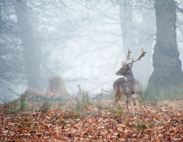 Damherten in mistige bos winterlandschap — Stockfoto