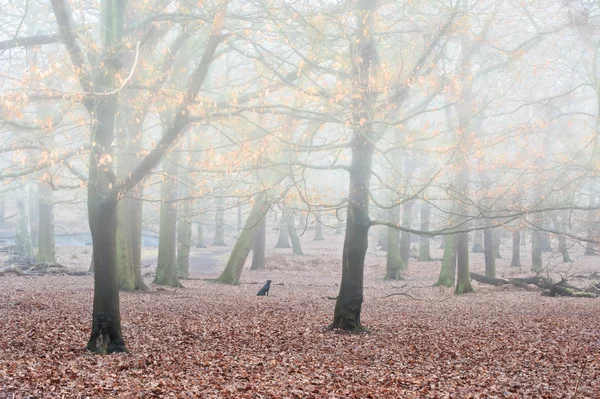 Golden Autumn Fall leaves glow in foggy forest landscape — Stock Photo, Image