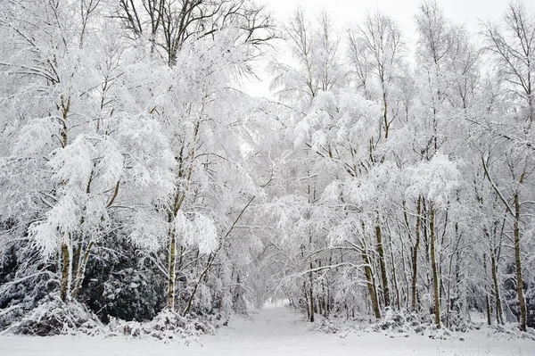 Красивий сніг і мороз покриті дерева Зимовий пейзаж — стокове фото