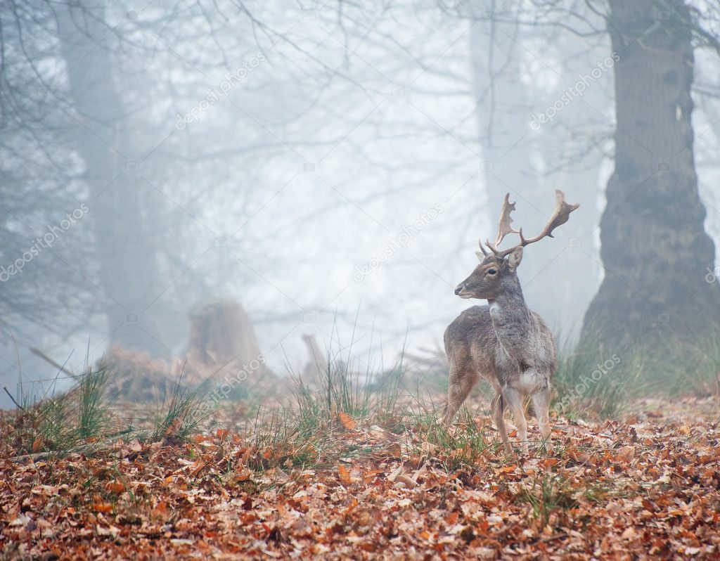 Fallow deer in foggy Winter forest landscape