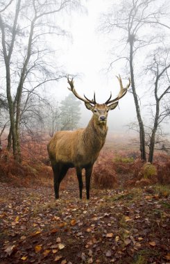 Red deer stag in foggy misty Autumn forest landscape at dawn