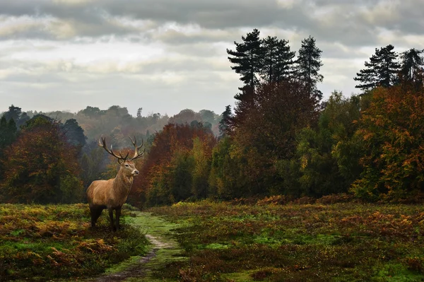 Червоні олені в осінньому лісовому пейзажі — стокове фото