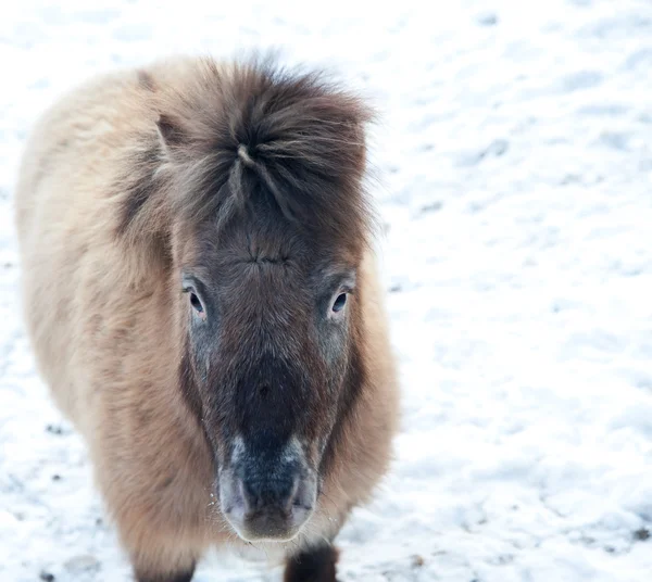 设得兰群岛小马在雪地里涵盖冬季风景 — 图库照片