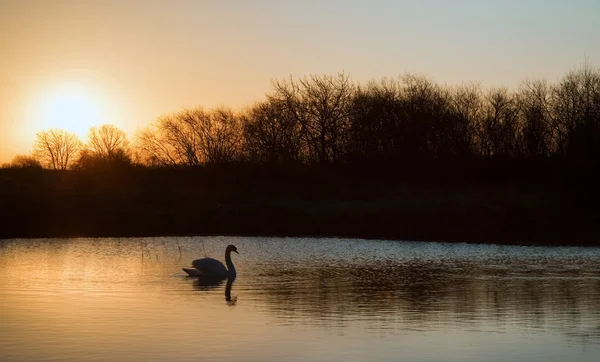 Swan on lake during colorful Winter sunrise — Stock Photo, Image