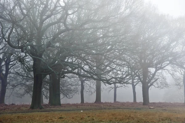 Vintern hösten fall dimmigt landskap med skog och trädallé — Stockfoto