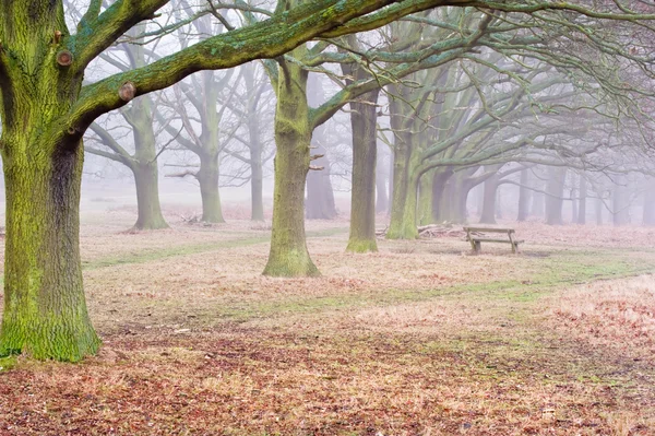 Hiver Automne Automne Brouillard d'automne paysage de forêt et avenue d'arbres — Photo