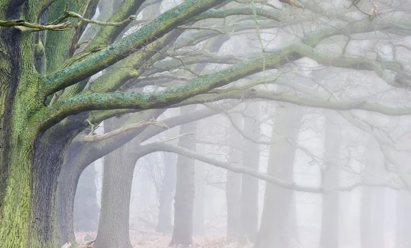 Invierno Otoño Otoño niebla paisaje de bosque y avenida de árboles — Foto de Stock